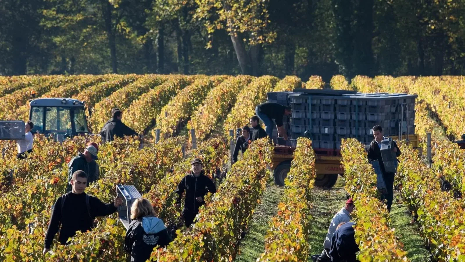 vendemmia_bordeaux